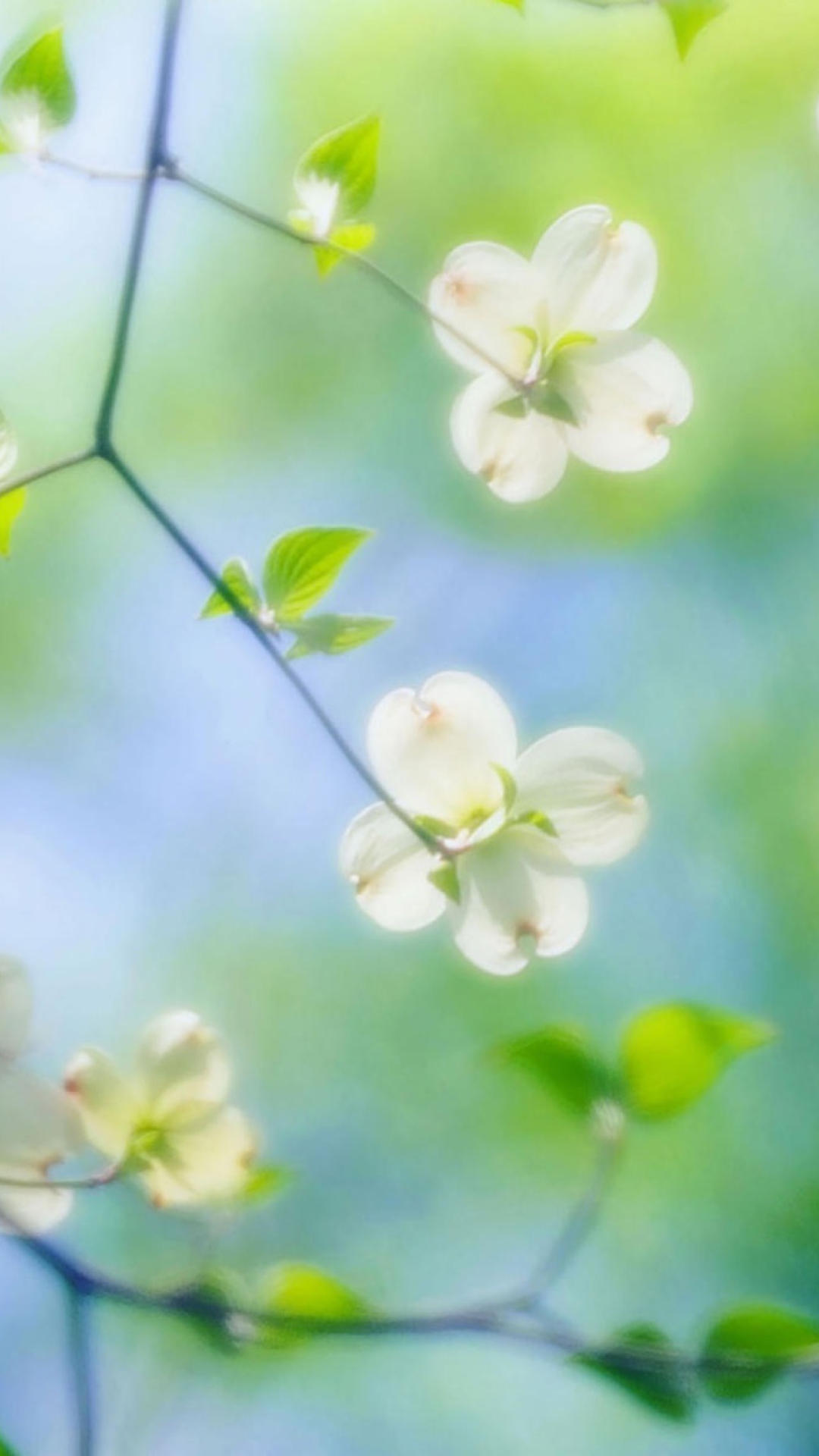 Sfondi White Dogwood Blossoms 1080x1920