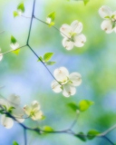 Fondo de pantalla White Dogwood Blossoms 128x160