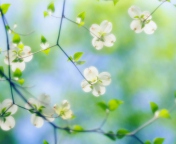 Fondo de pantalla White Dogwood Blossoms 176x144