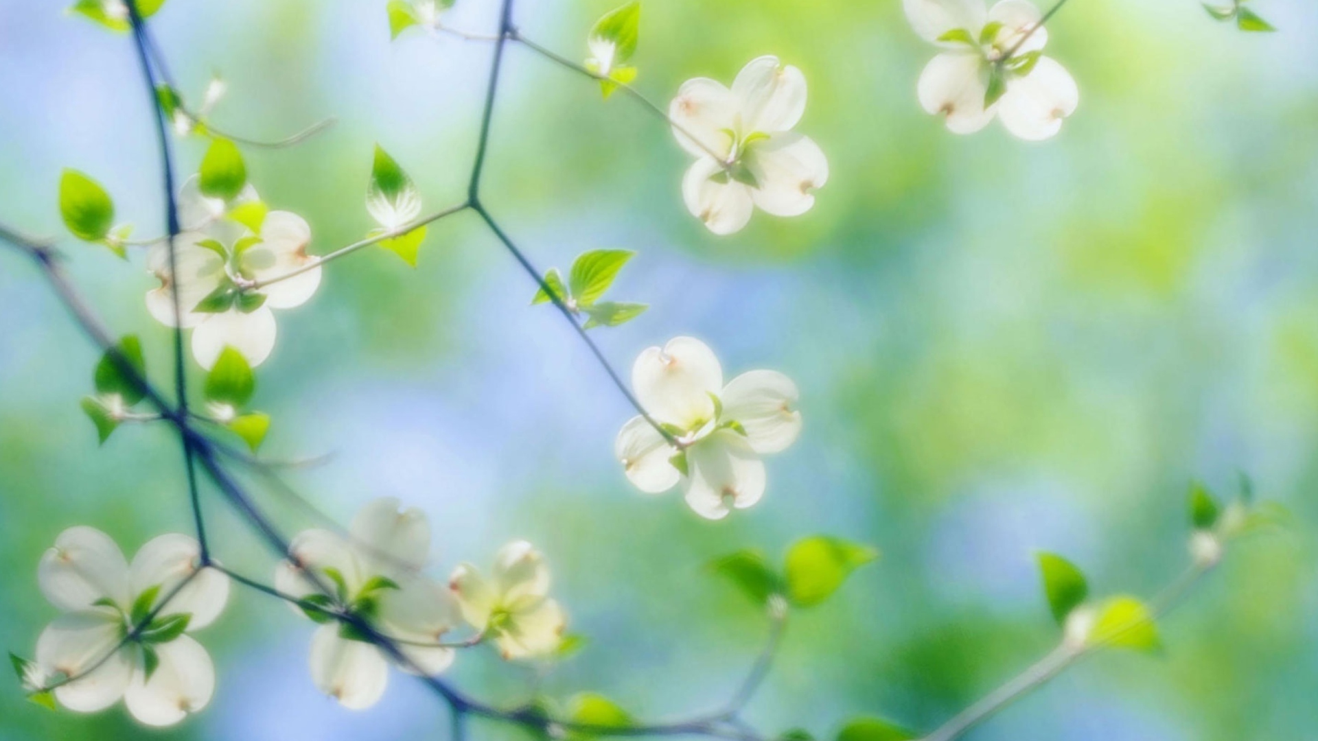 White Dogwood Blossoms screenshot #1 1920x1080