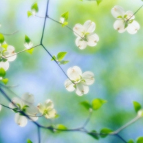 White Dogwood Blossoms screenshot #1 208x208