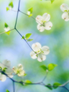 White Dogwood Blossoms screenshot #1 240x320
