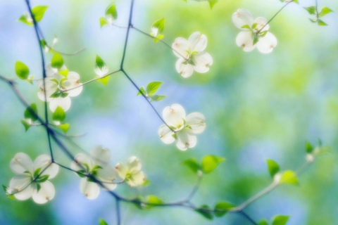 White Dogwood Blossoms screenshot #1 480x320