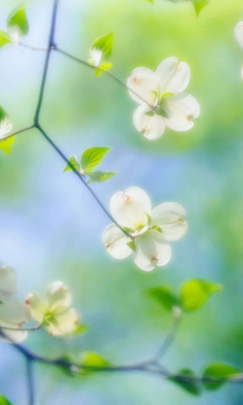 White Dogwood Blossoms screenshot #1 480x800