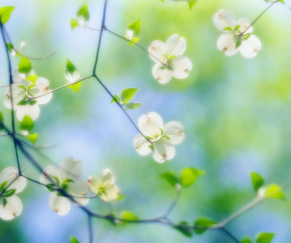 White Dogwood Blossoms screenshot #1 960x800