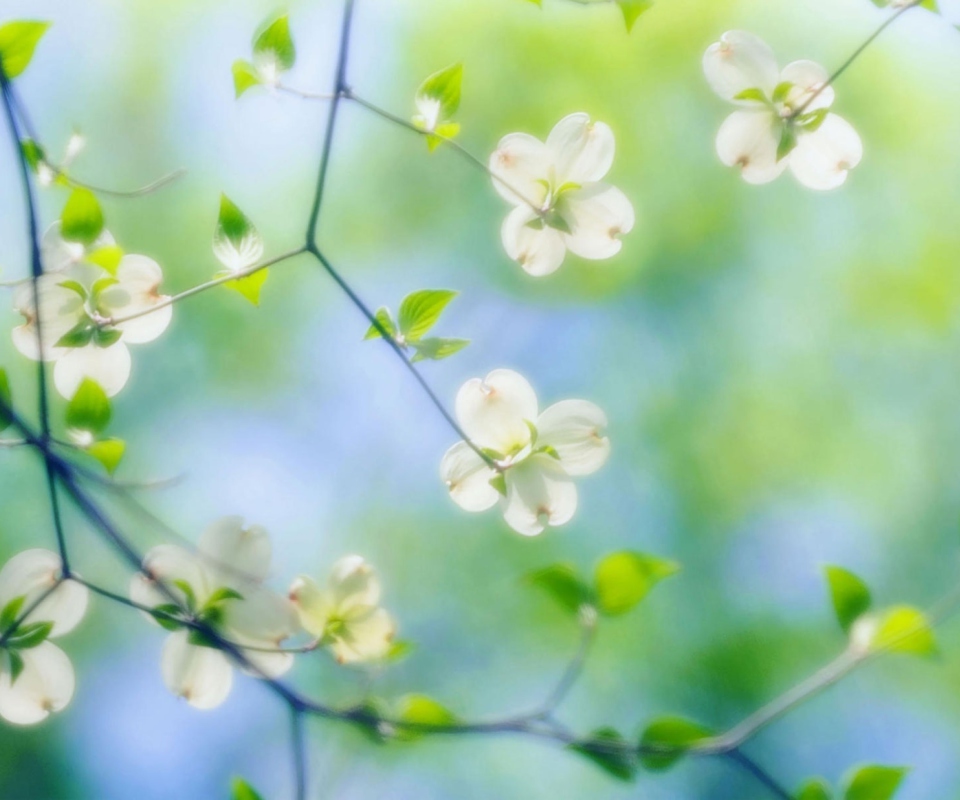 Sfondi White Dogwood Blossoms 960x800