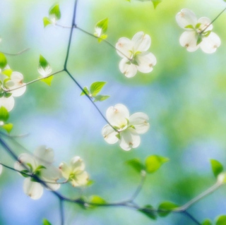 White Dogwood Blossoms - Obrázkek zdarma pro 1024x1024
