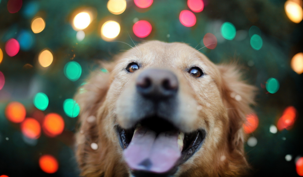 Screenshot №1 pro téma Happy Golden Retriever 1024x600