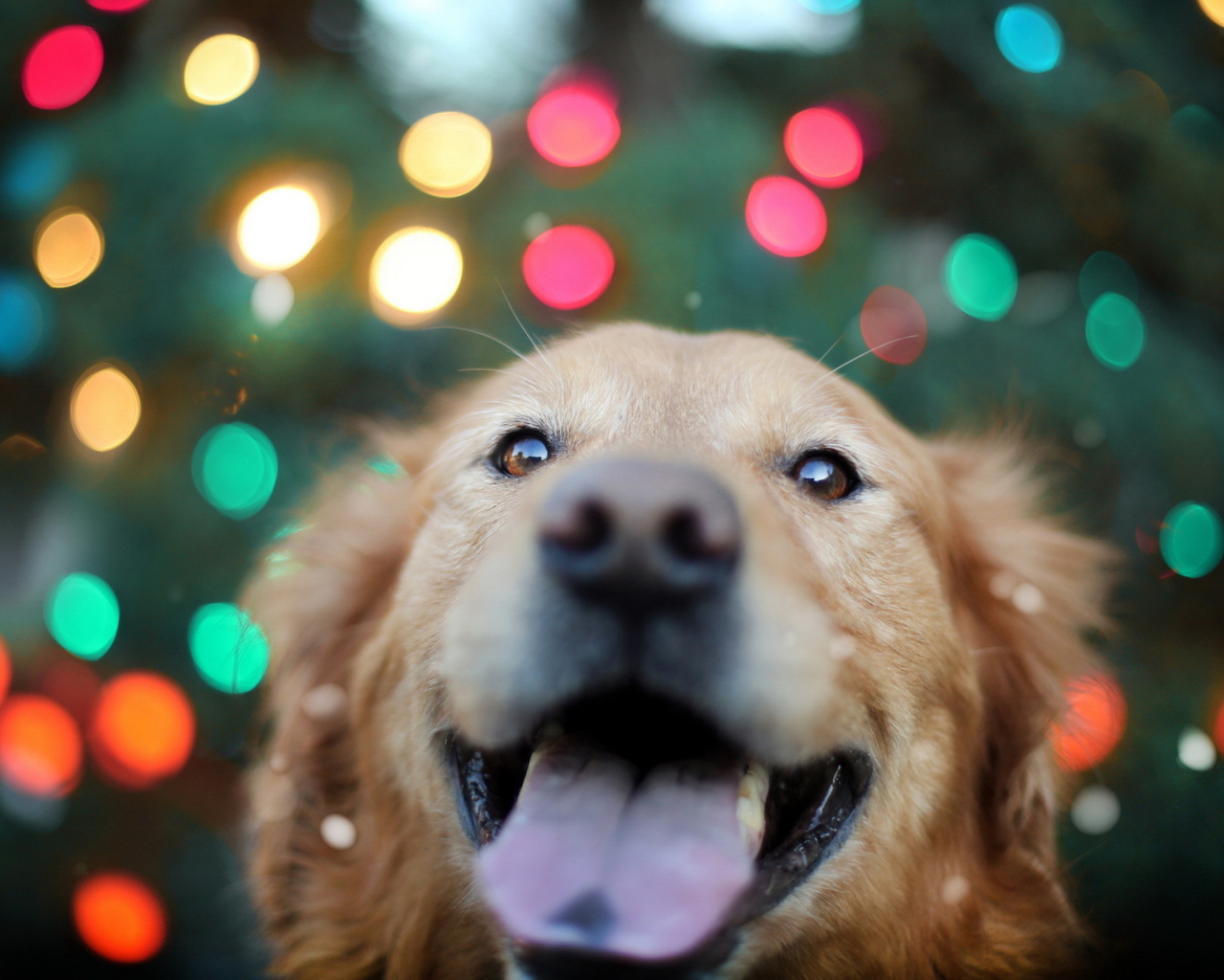 Sfondi Happy Golden Retriever 1280x1024