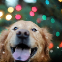 Screenshot №1 pro téma Happy Golden Retriever 128x128