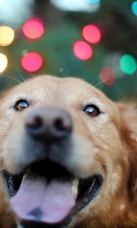 Fondo de pantalla Happy Golden Retriever 480x800