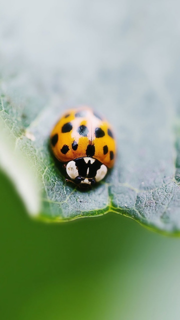 Fondo de pantalla Orange Ladybug 360x640