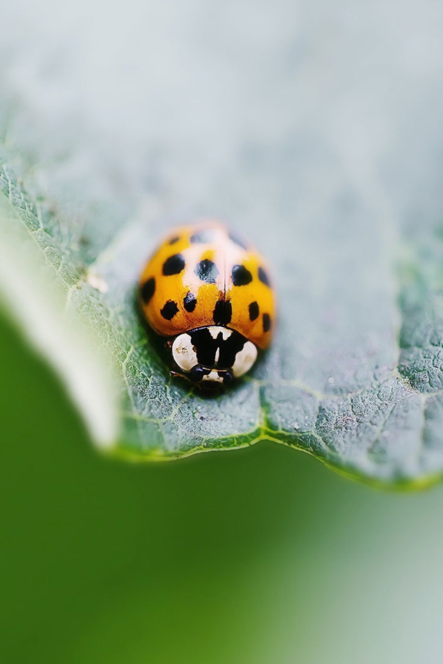 Orange Ladybug screenshot #1 640x960