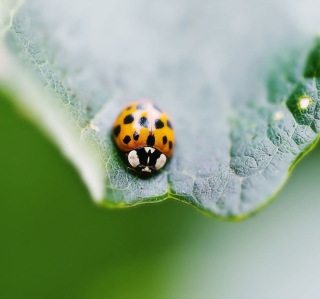 Orange Ladybug - Obrázkek zdarma pro 128x128