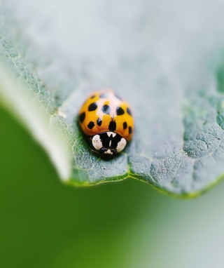 Kostenloses Orange Ladybug Wallpaper für HTC HD mini