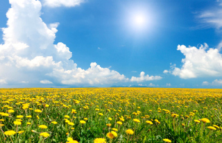 Free Meadow HD Picture for Android, iPhone and iPad