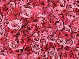 Das Flowers Of Love Wallpaper 320x240