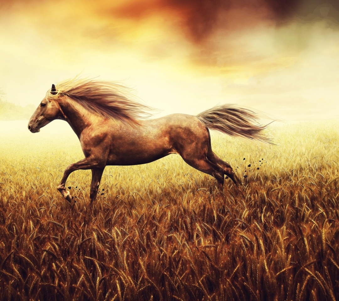 Обои Horse Running In Wheat Field 1080x960