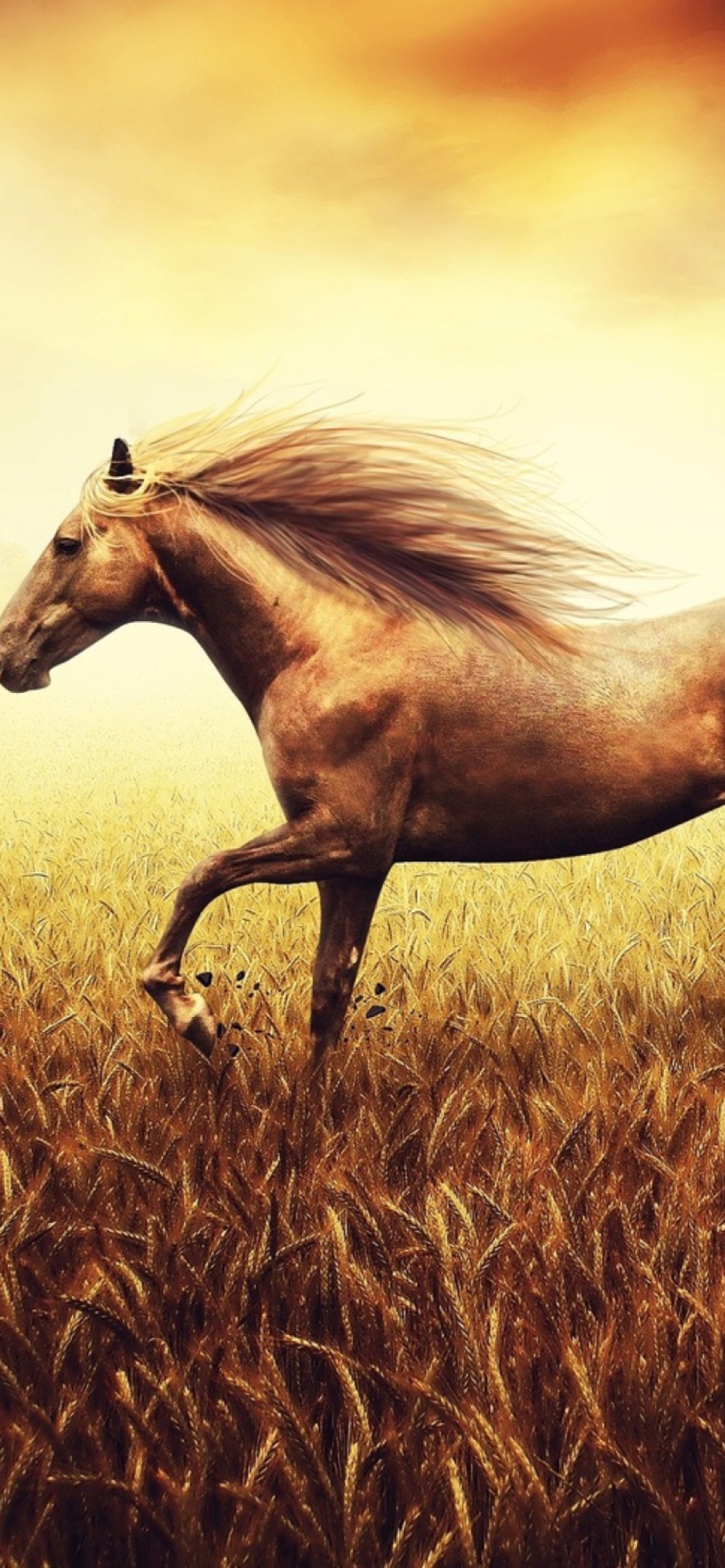 Horse Running In Wheat Field screenshot #1 1170x2532