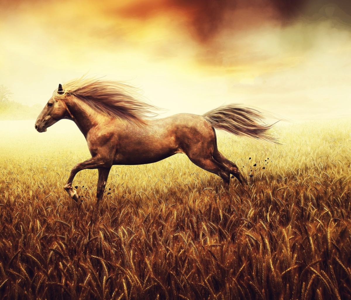 Horse Running In Wheat Field wallpaper 1200x1024