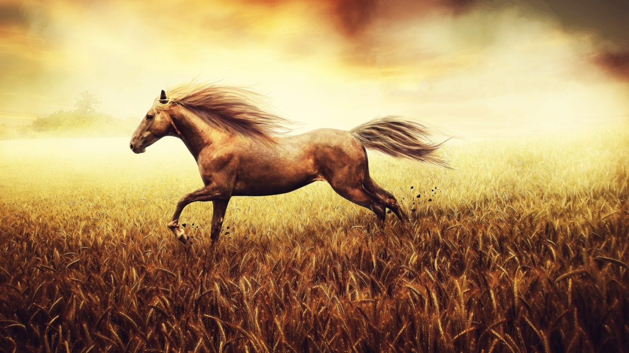 Fondo de pantalla Horse Running In Wheat Field 1280x720