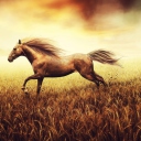 Das Horse Running In Wheat Field Wallpaper 128x128