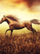 Das Horse Running In Wheat Field Wallpaper 132x176
