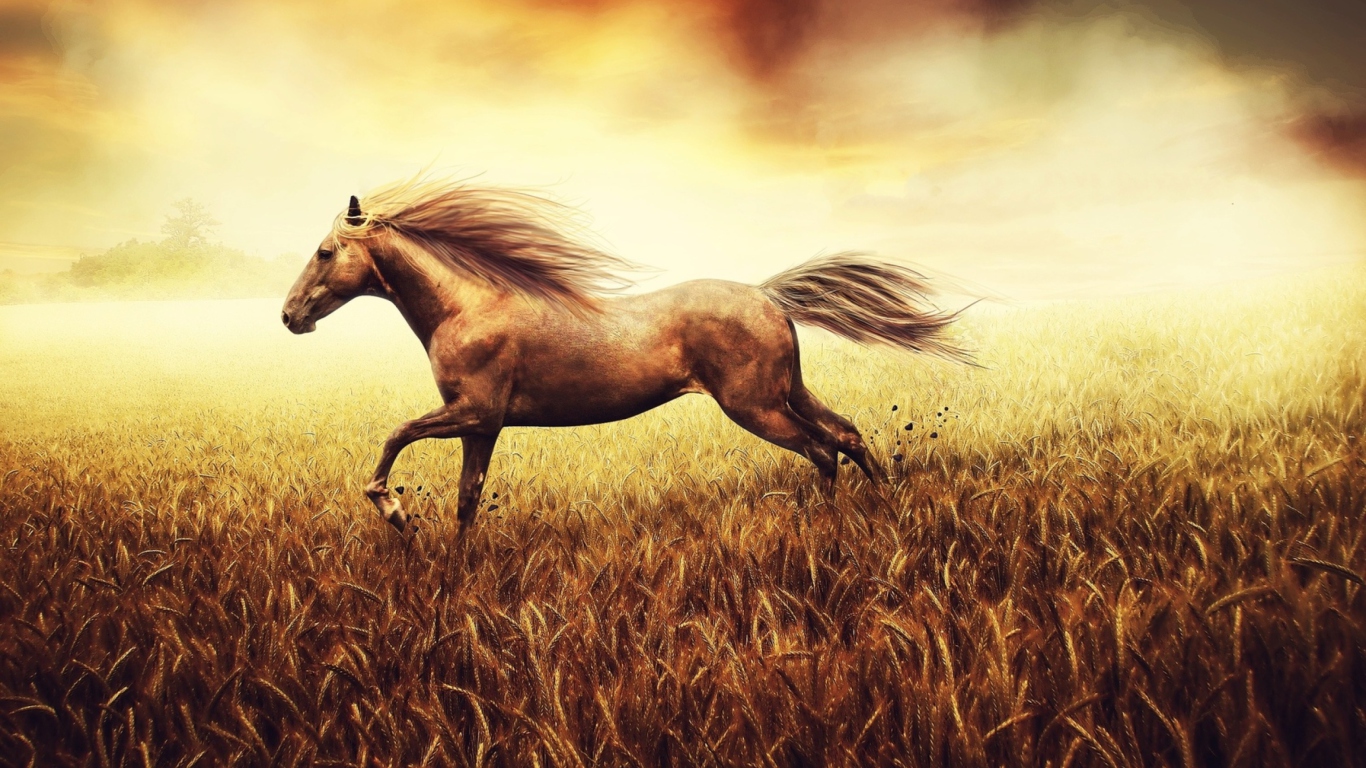 Sfondi Horse Running In Wheat Field 1366x768