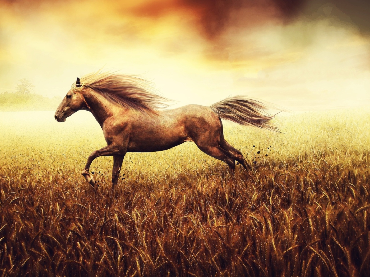 Sfondi Horse Running In Wheat Field 1400x1050