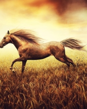 Fondo de pantalla Horse Running In Wheat Field 176x220