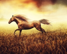 Sfondi Horse Running In Wheat Field 220x176