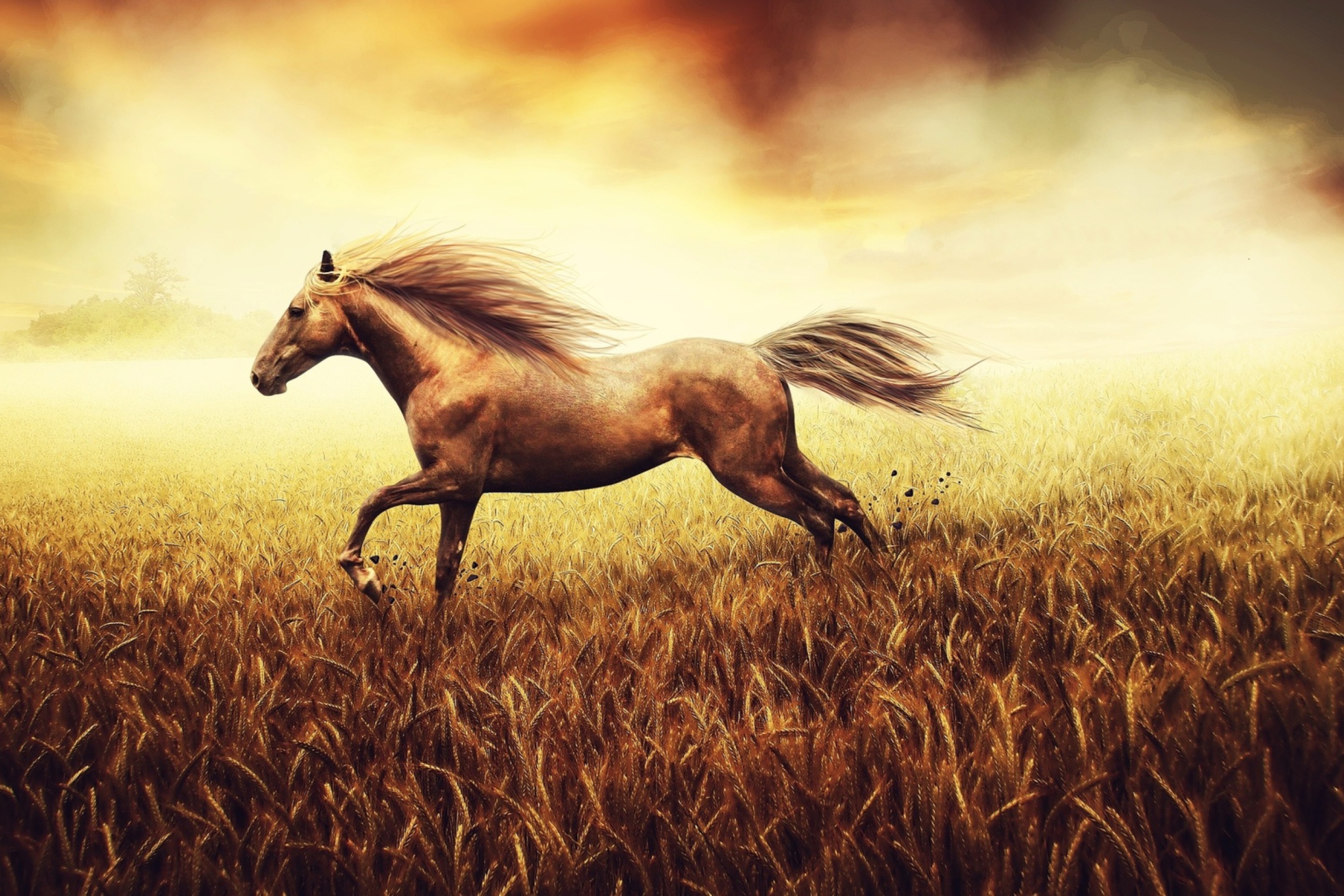 Das Horse Running In Wheat Field Wallpaper 2880x1920