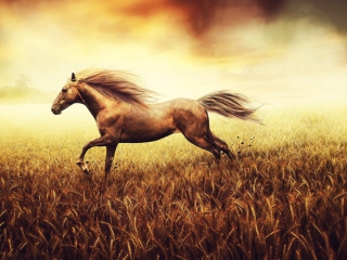 Das Horse Running In Wheat Field Wallpaper 320x240