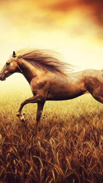Das Horse Running In Wheat Field Wallpaper 360x640