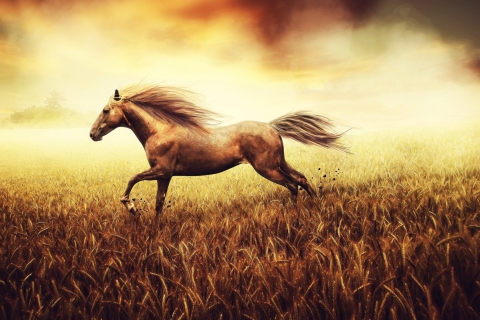 Das Horse Running In Wheat Field Wallpaper 480x320