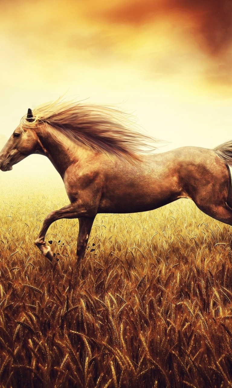Das Horse Running In Wheat Field Wallpaper 768x1280