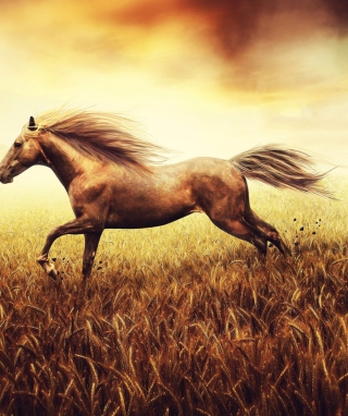 Kostenloses Horse Running In Wheat Field Wallpaper für Spice M-6868