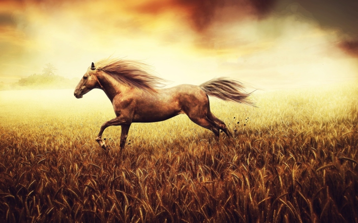 Sfondi Horse Running In Wheat Field