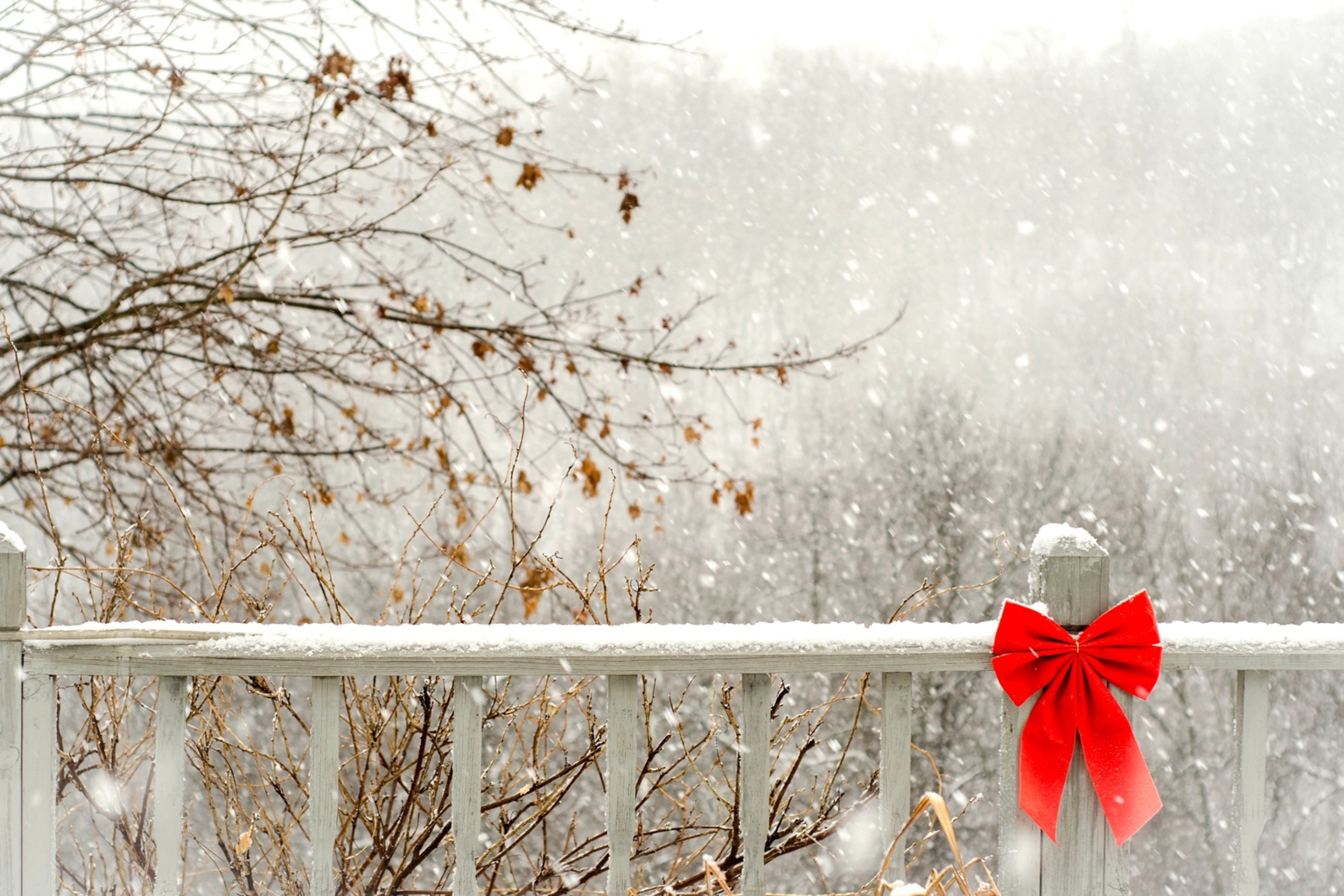 Red Bow On Fence wallpaper 2880x1920