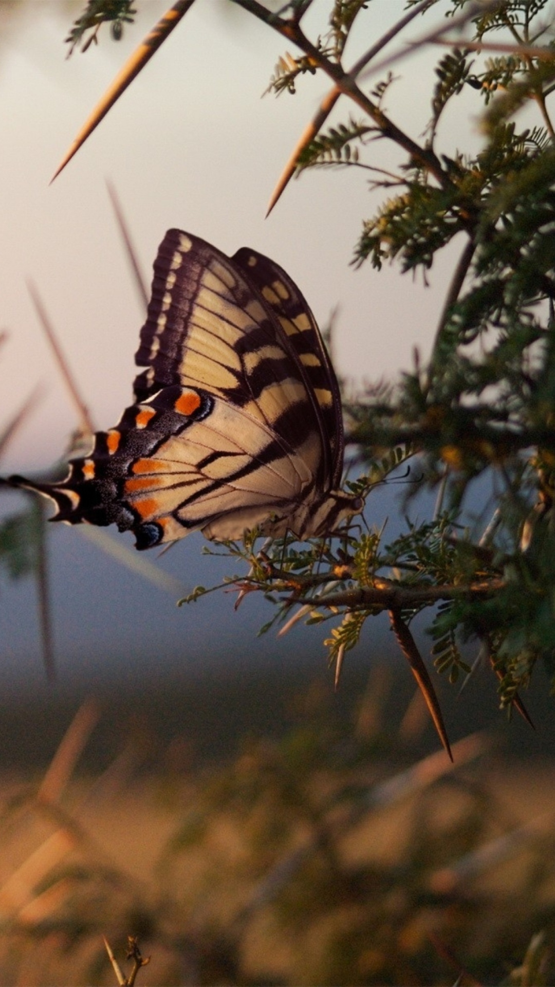 Butterfly Close Up wallpaper 1080x1920