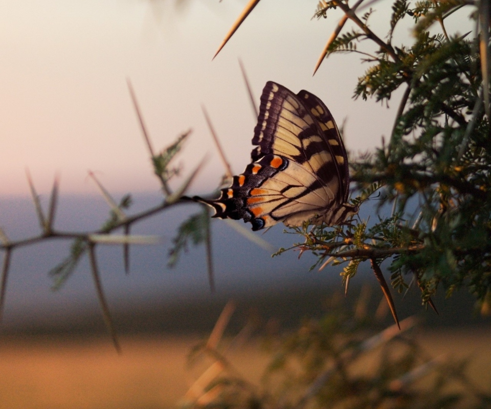 Обои Butterfly Close Up 960x800