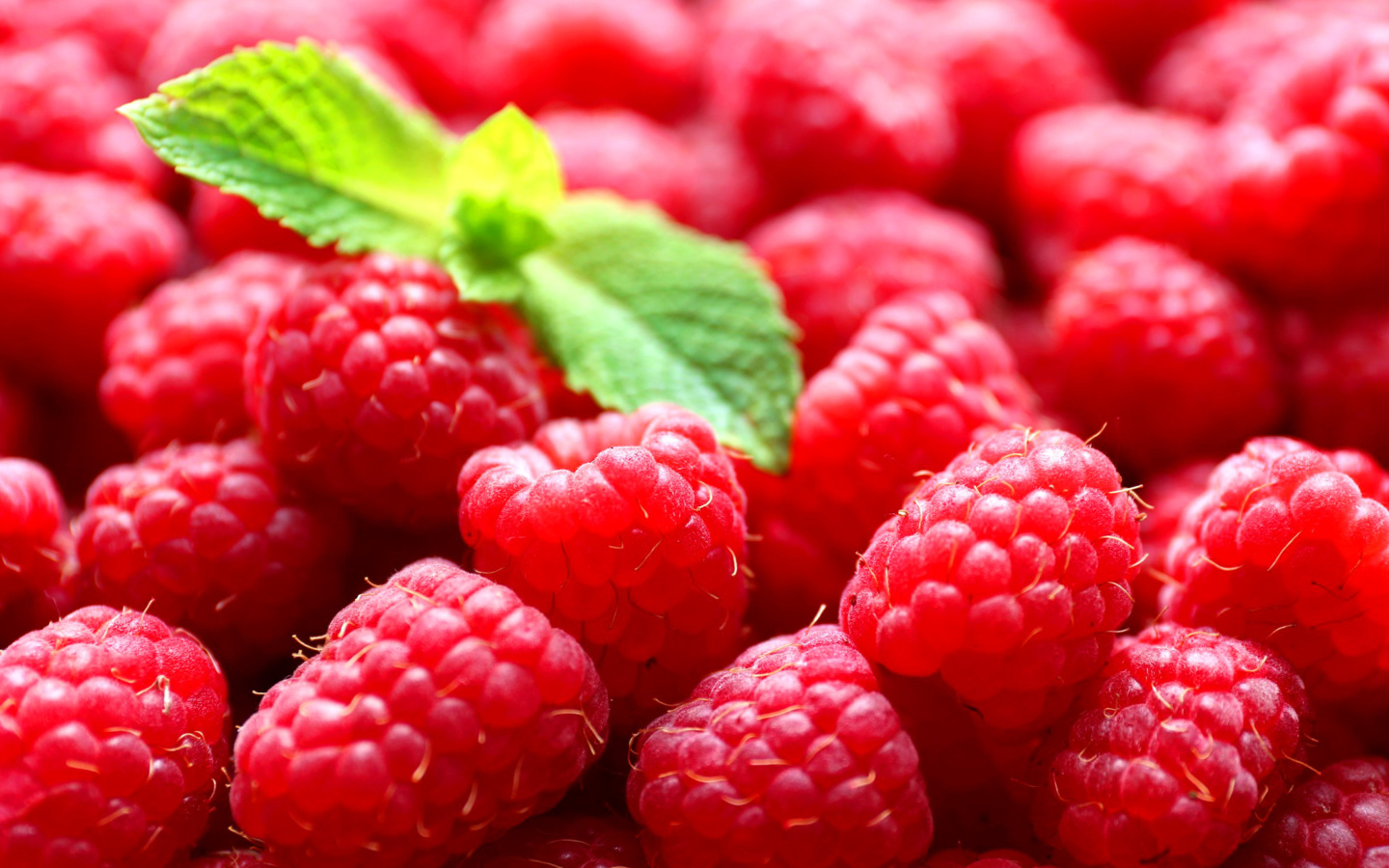 Raspberries wallpaper 1440x900