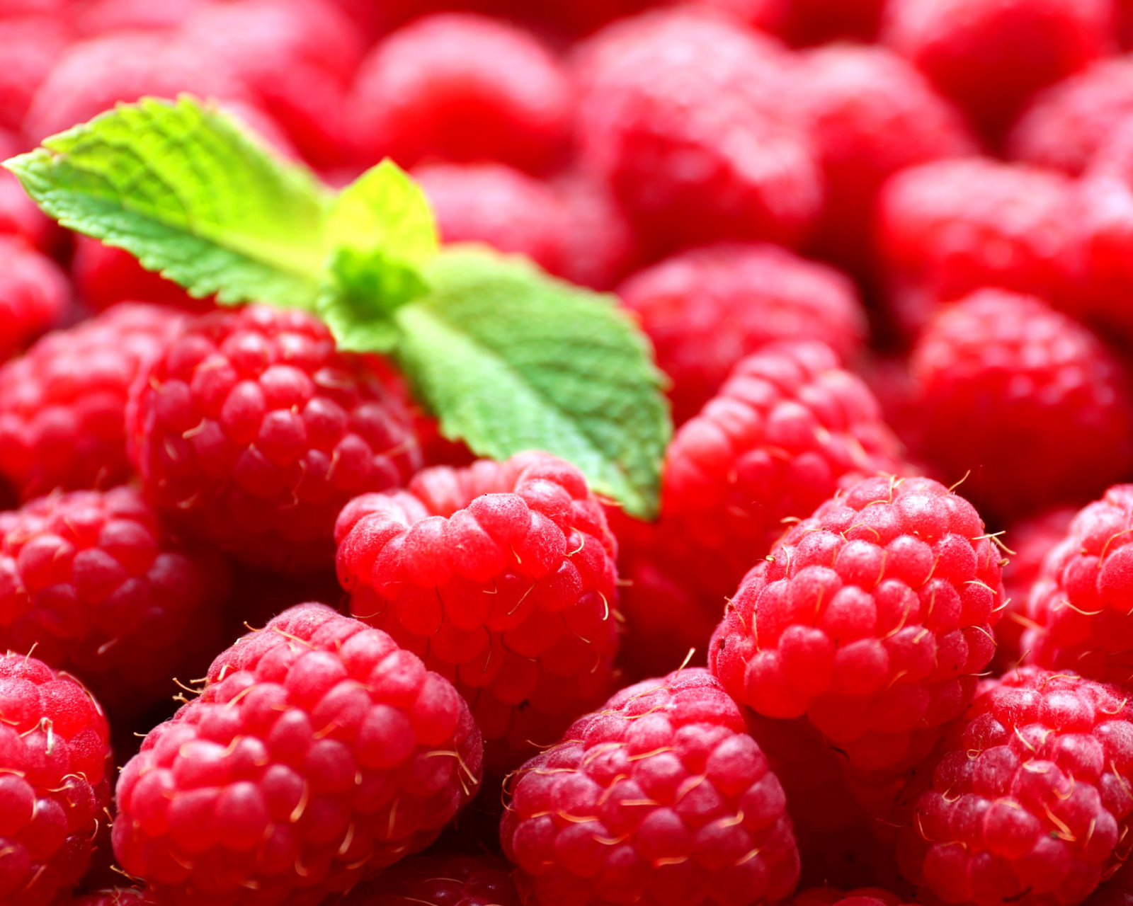 Das Raspberries Wallpaper 1600x1280