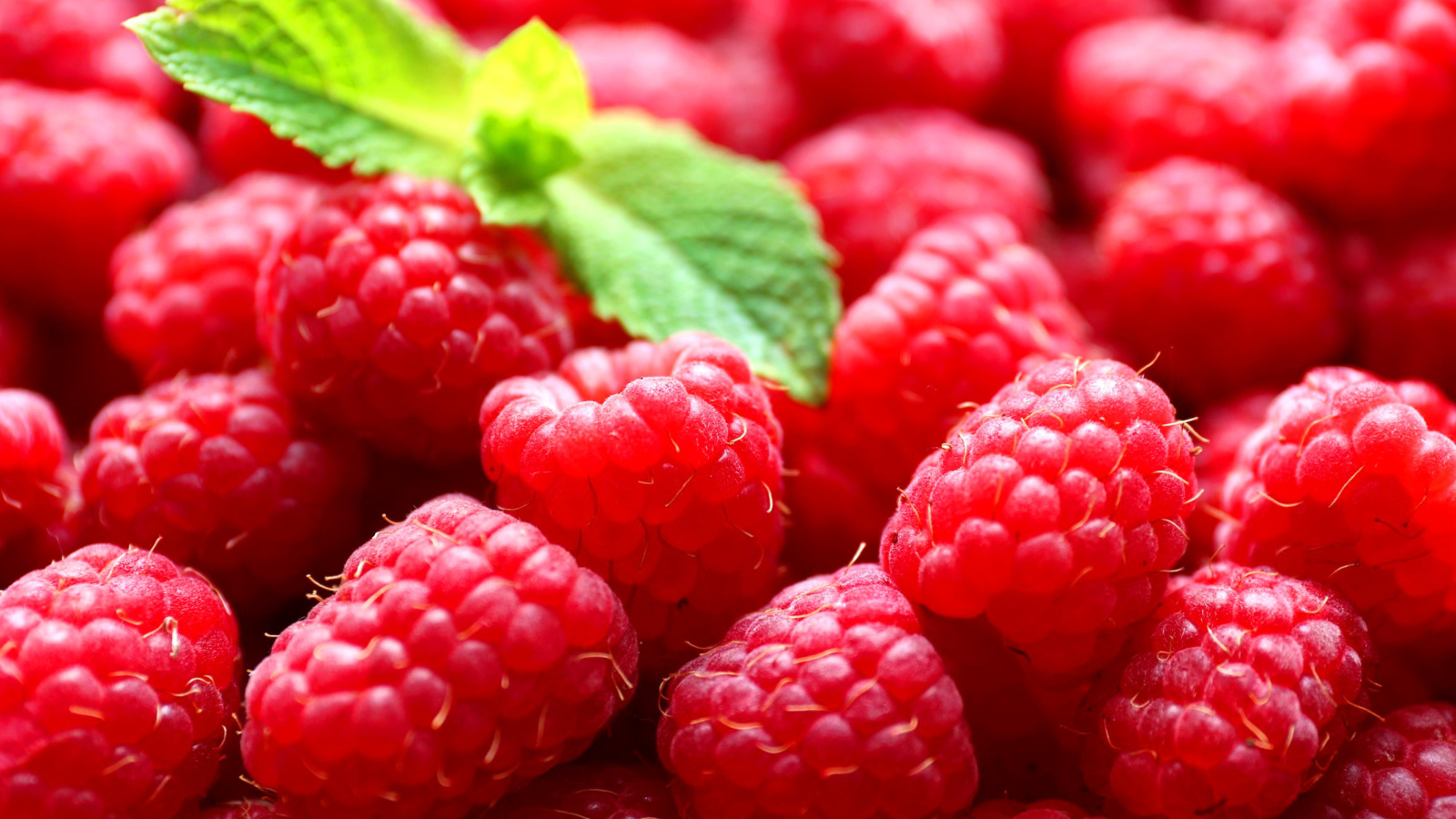 Raspberries screenshot #1 1600x900