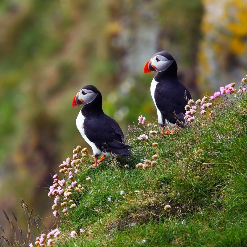 Fondo de pantalla Birds Atlantic Puffins in Iceland 1024x1024