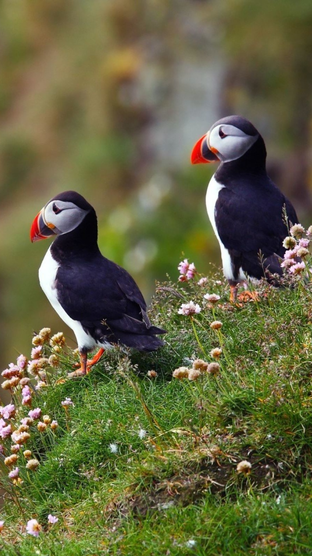 Birds Atlantic Puffins in Iceland wallpaper 1080x1920