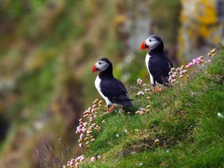 Birds Atlantic Puffins in Iceland screenshot #1 320x240