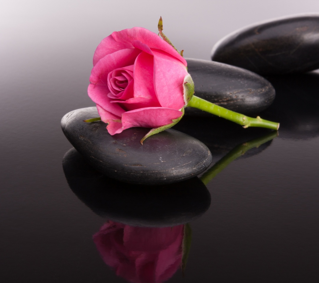Pink rose and pebbles wallpaper 1080x960