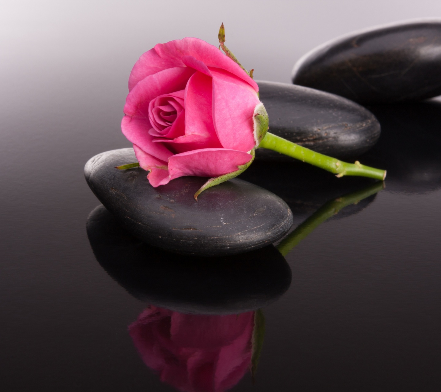 Pink rose and pebbles wallpaper 1440x1280