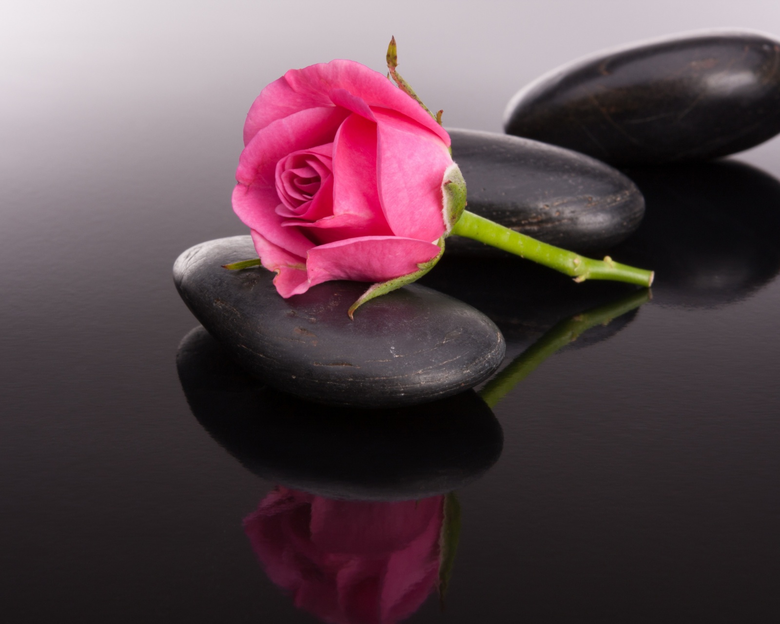 Pink rose and pebbles screenshot #1 1600x1280